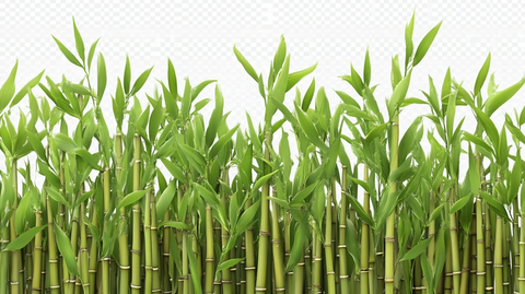 手绘竹林工笔竹林竹叶