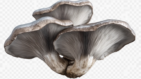 免抠蘑菇