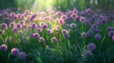 春日农田葱绿香