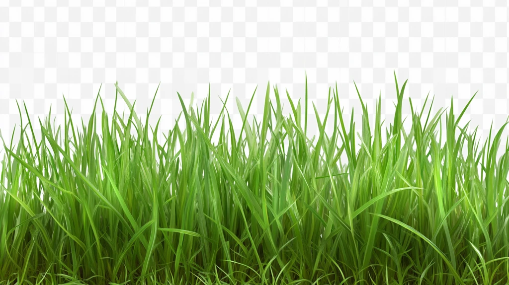 草坪实物
