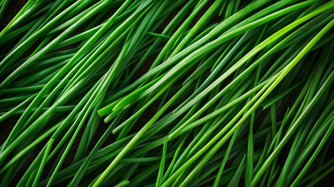 韭菜叶背景