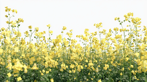 菜籽花素材