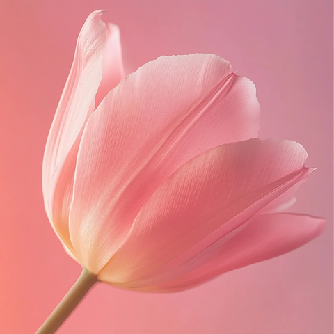 梦幻粉红色郁金香