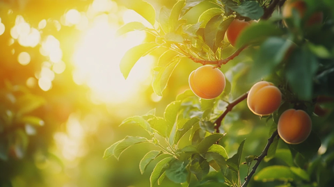 阳光下的金桔