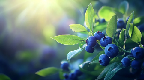 蓝莓意境图
