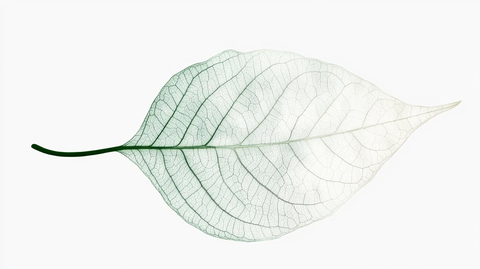 叶脉写实