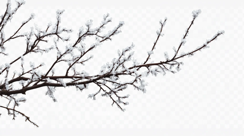 树枝素材冬天树枝