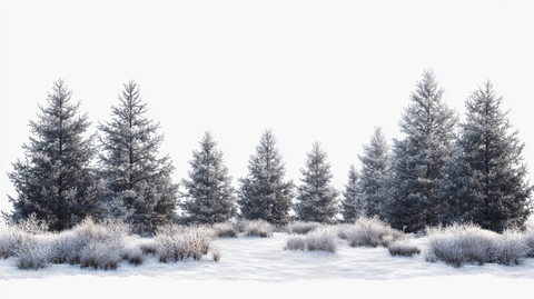 冬季森林草原积雪