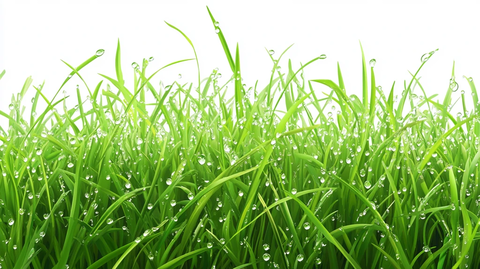 挂满雨水的草丛