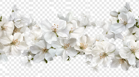 花卉花瓣桐树花朵素材