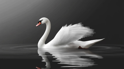 白鹅侧面浮水图