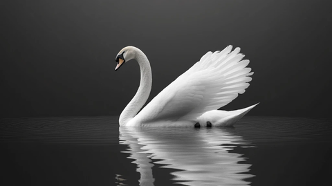天鹅高清无损大图