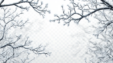 冬天树枝冬季树枝