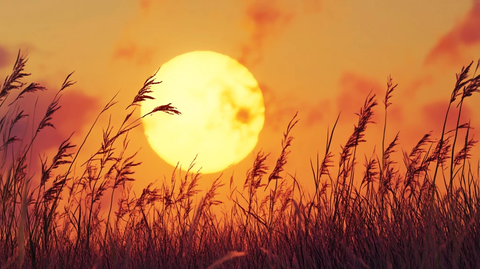 芦苇丛中的太阳