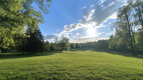 阳光树木大草坪
