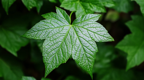 何首乌绿叶微距