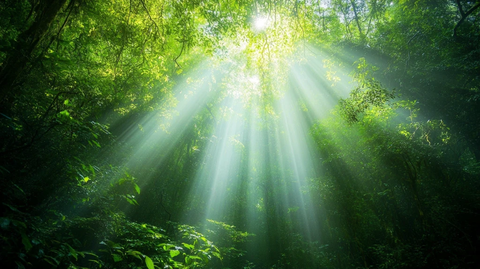 阳光森林素材