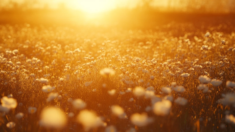唯美夕阳花海