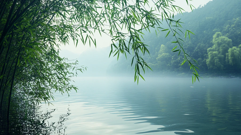 唯美竹影竹韵