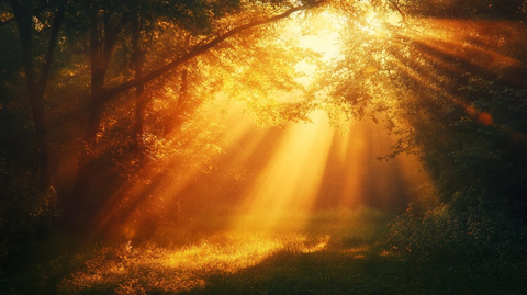 林间金色阳光