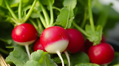 红萝卜新鲜绿叶