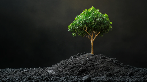 幼苗成长为大树