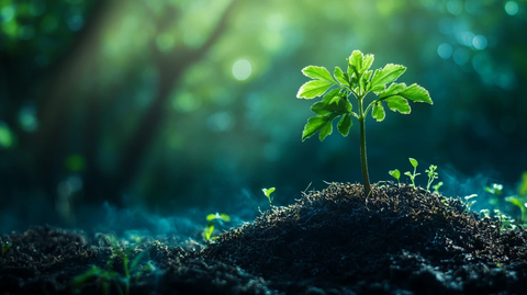 土壤里绿色生命