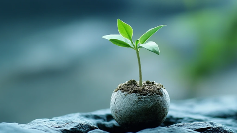 向上生长的生命