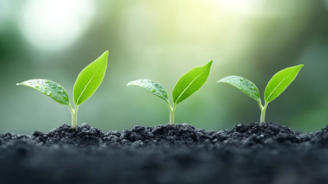 土壤里绿色生命