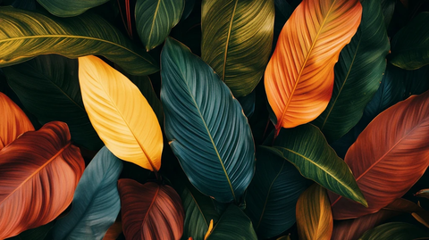 五彩树叶背景实拍