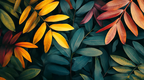 五彩树叶背景实拍