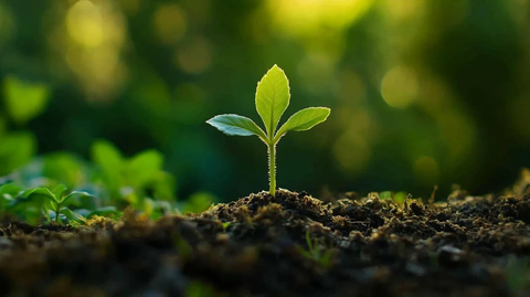 土壤里绿色生命
