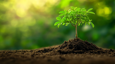 土壤里绿色生命