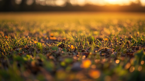 暖色光线下的草地