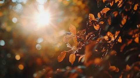 阳光枝叶阳光秋色