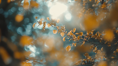 唯美逆光秋天黄树叶