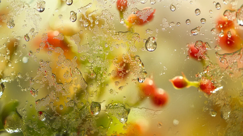 石楠红叶上的雨珠