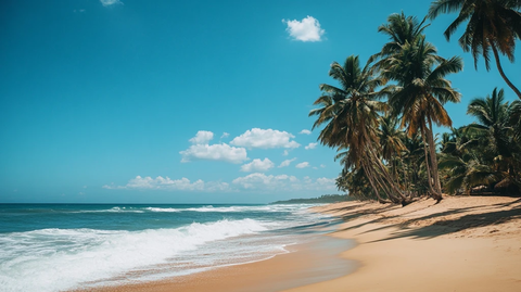 海滨风光蓝天椰树