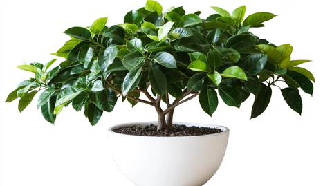 绿叶盆栽与白色背景