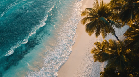 椰林海滨大海树木