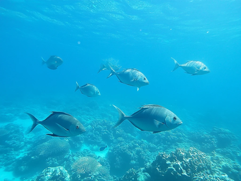 海洋生物海洋鱼群