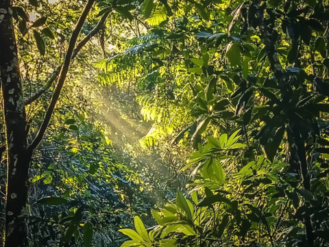 穿透密林的阳光