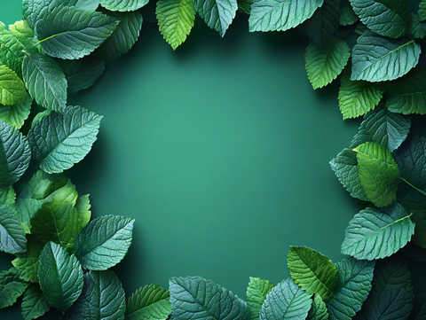 绿叶边框背景
