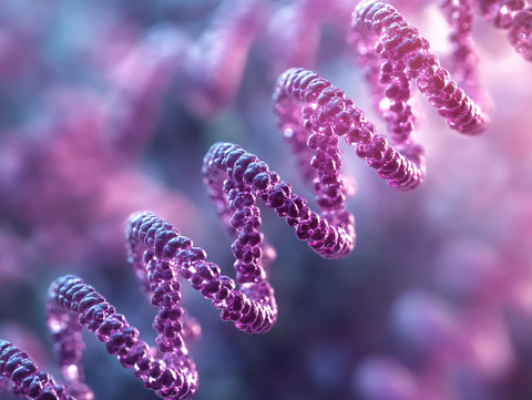 虚化背景狗尾花