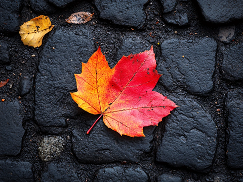 石板路上的枫叶