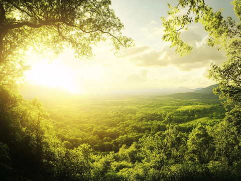 密林中的落日夕阳美景