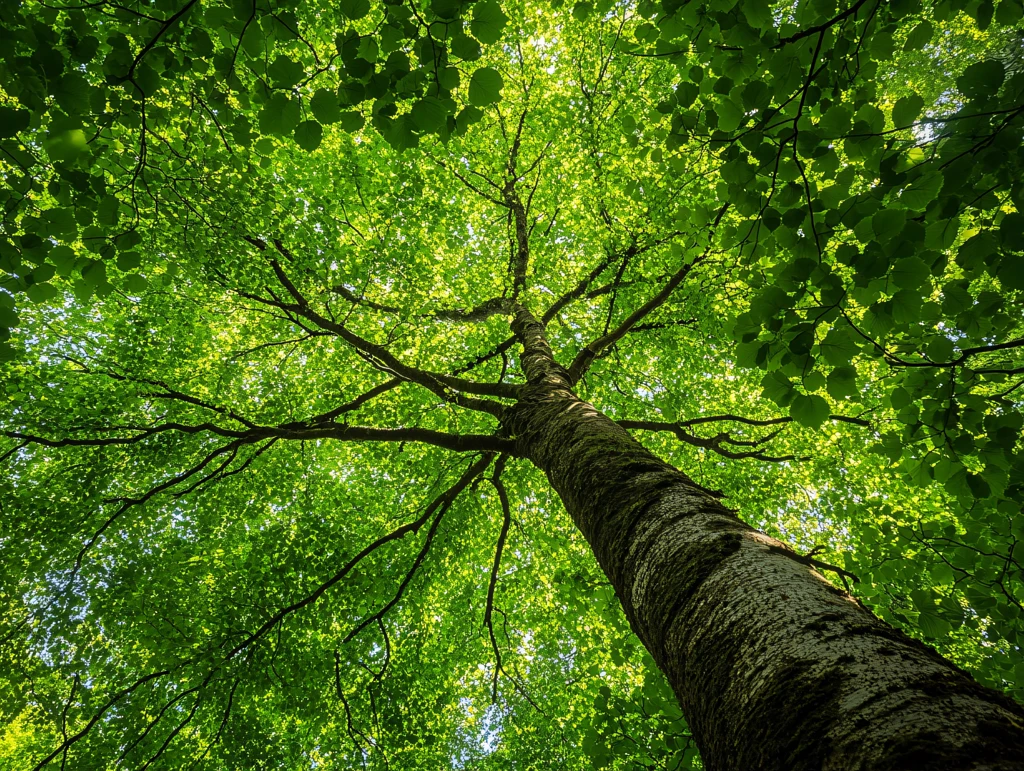 绿叶素材仰拍大树