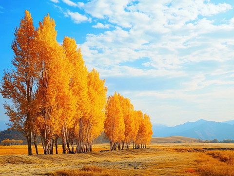 远山金色的杨树
