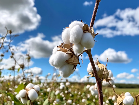 棉花农业景观