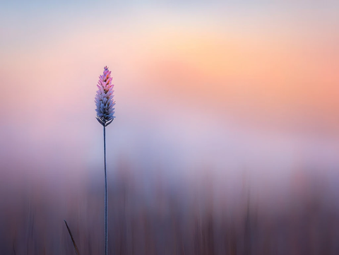 狗尾草暖色背景